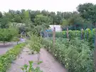 Pest megye - Albertirsa
