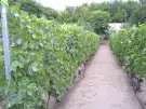 Pest megye - Albertirsa