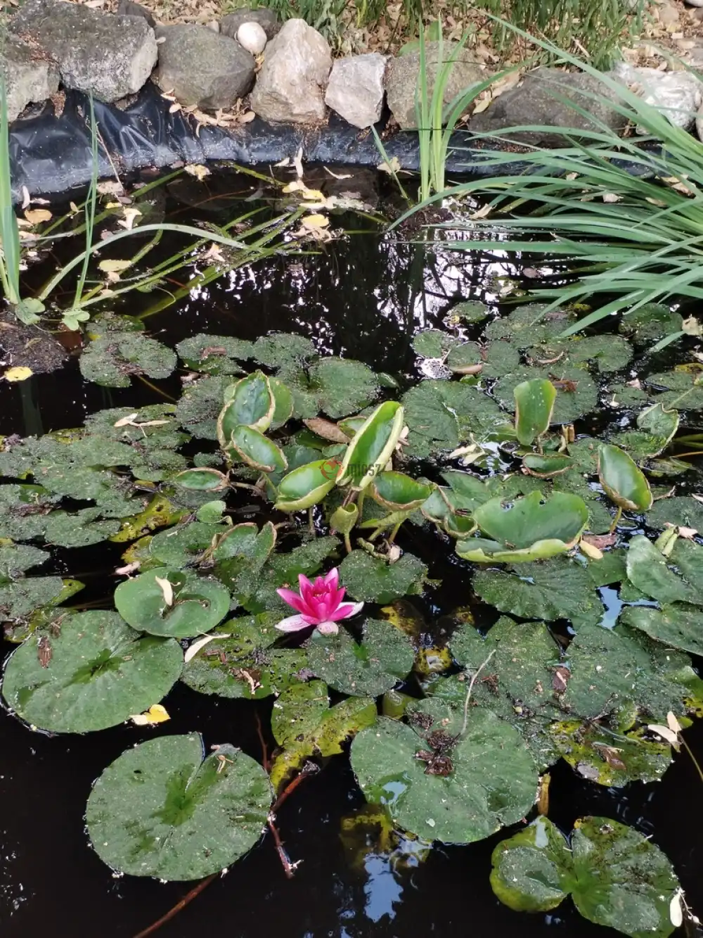 Pest megye - Albertirsa