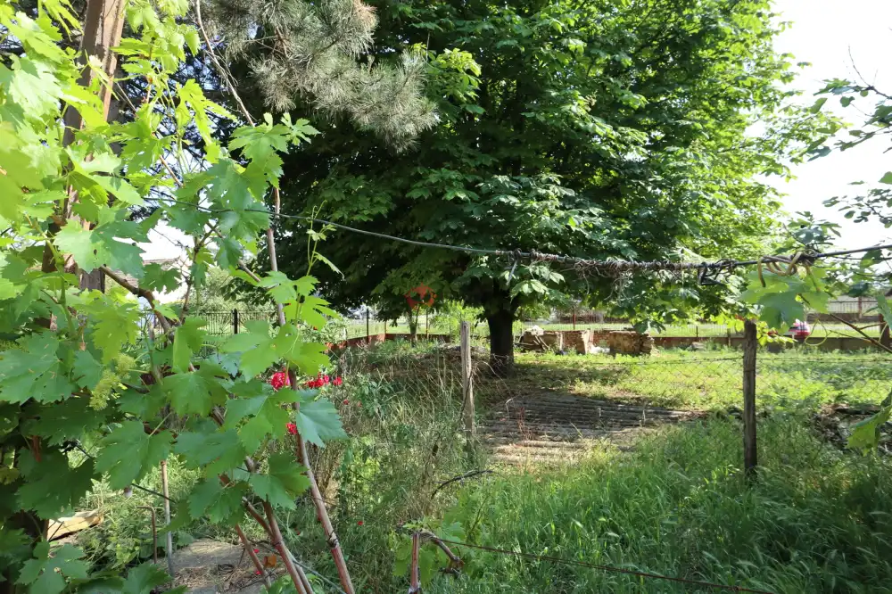 Csongrád megye - Baks