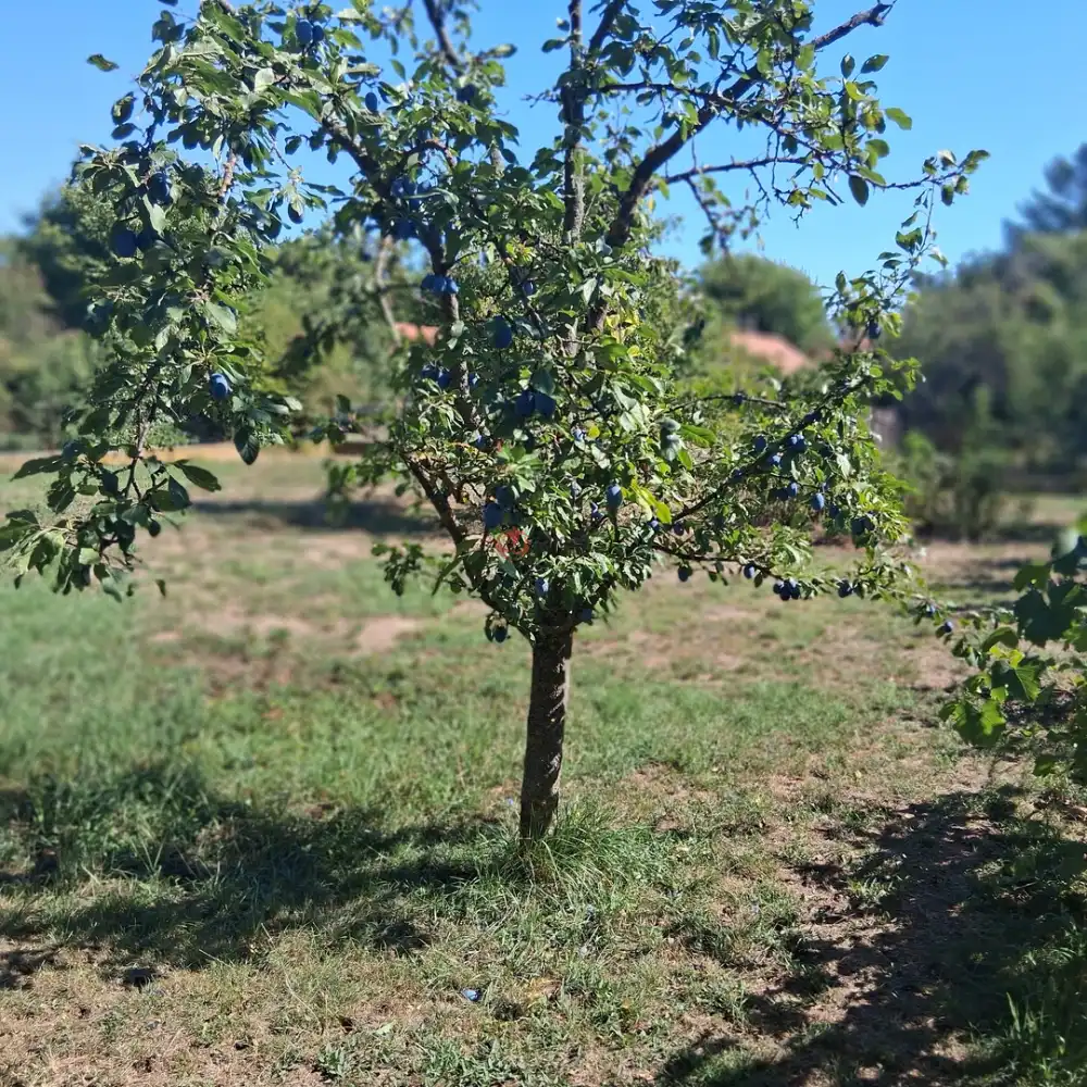 Békés megye - Békéscsaba