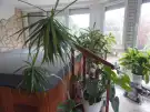 Veszprém megye - Csabrendek