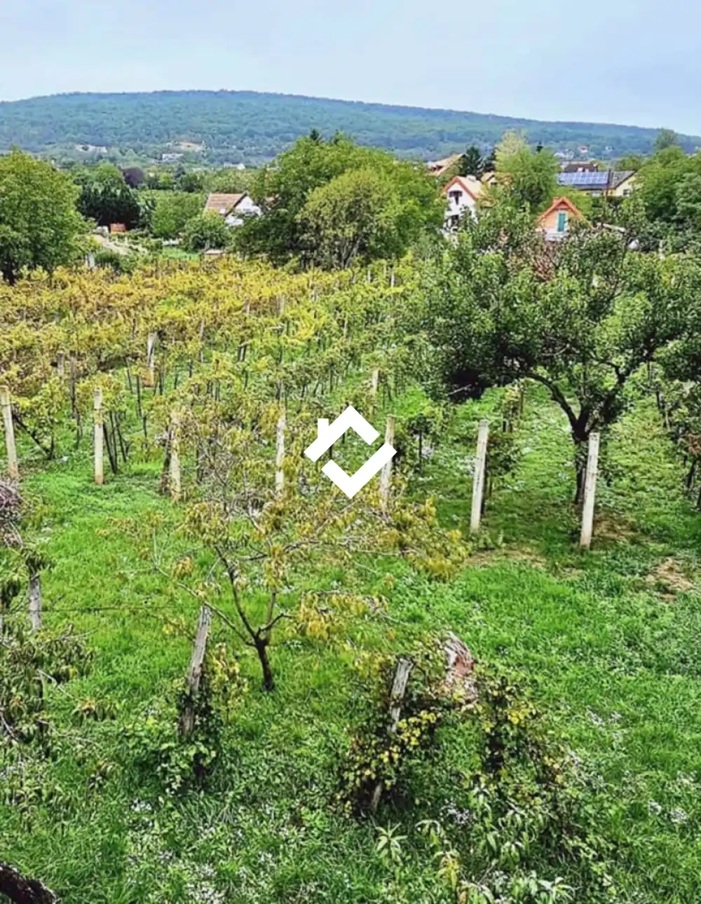 Veszprém megye - Csopak