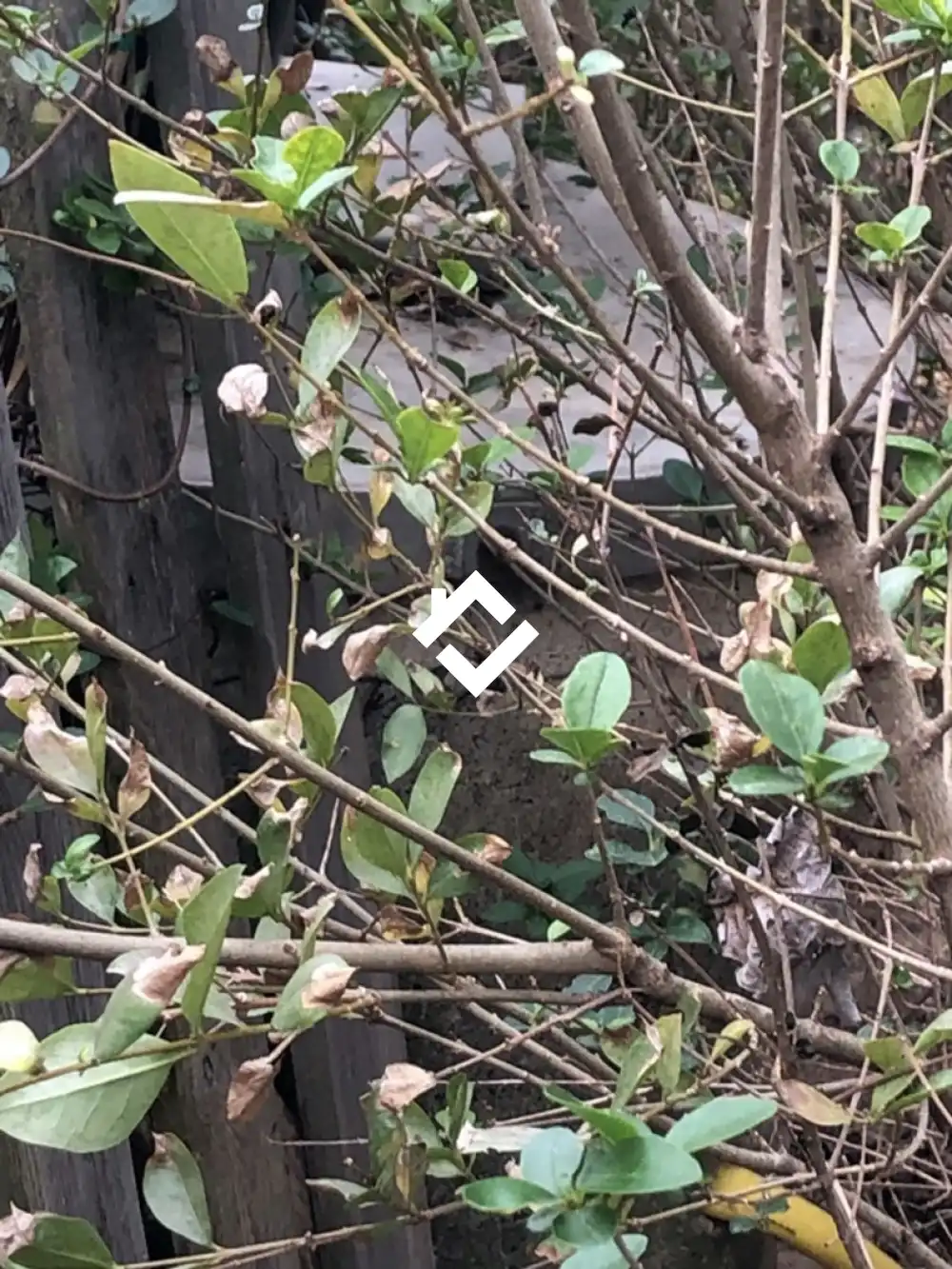 Veszprém megye - Csopak