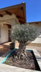 Pest megye - Dabas
