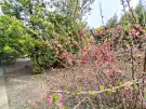 Pest megye - Dabas