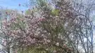Pest megye - Kismaros