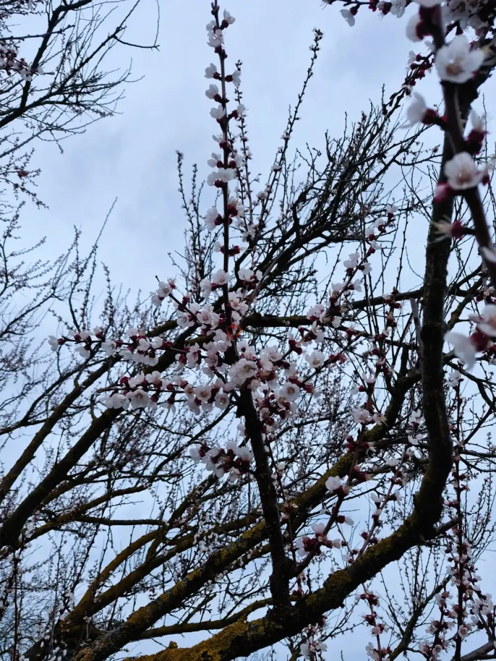 Heves megye - Kömlő