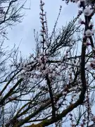 Heves megye - Kömlő