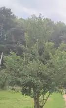 Nógrád megye - Mohora
