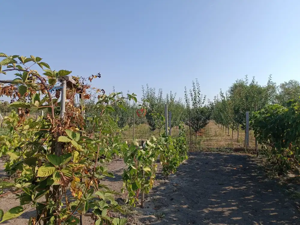 Pest megye - Pusztavacs