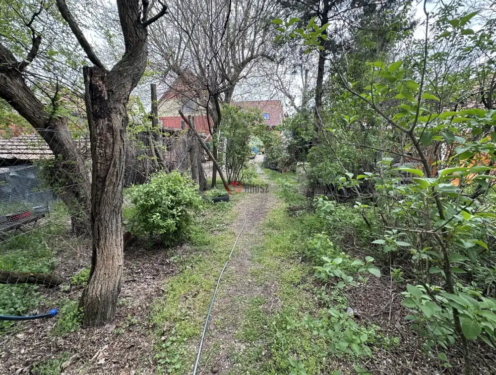 Csongrád megye - Sándorfalva