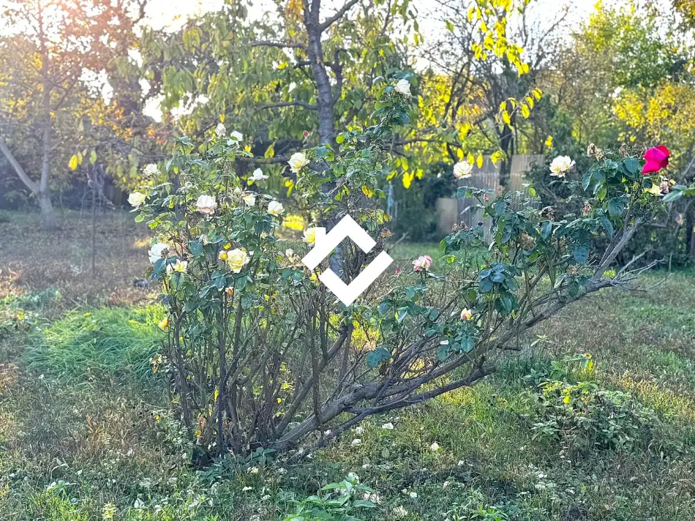 Pest megye - Szigetszentmiklós