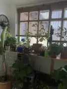 Pest megye - Tápióság