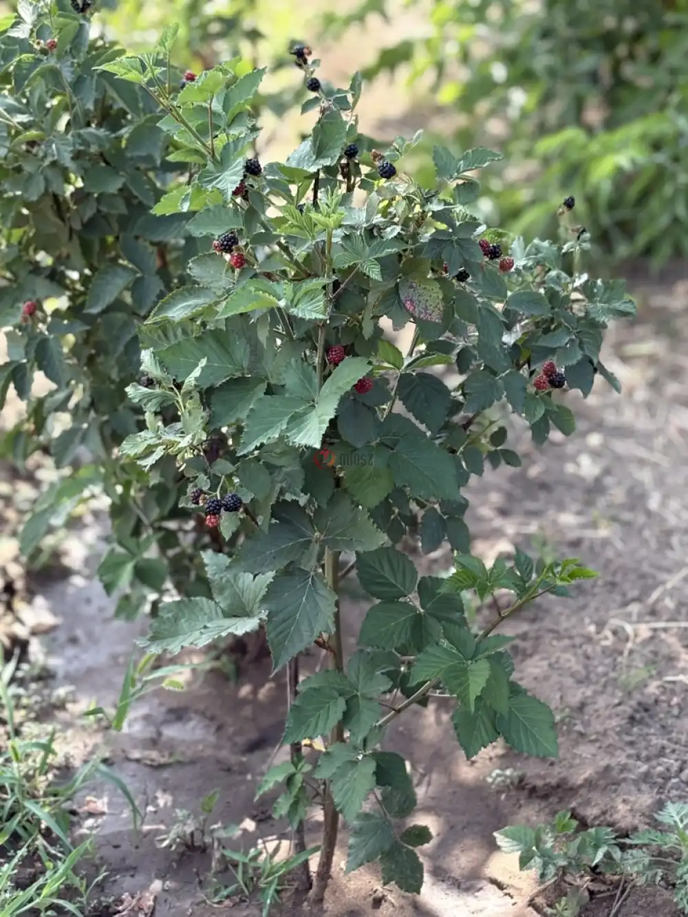 Pest megye - Vámosmikola