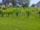Baranya megye - Bár