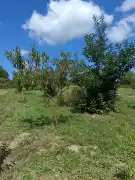 Zala megye - Borsfa