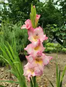 Fejér megye - Dunaújváros