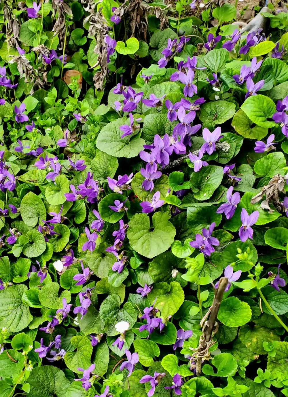 Fejér megye - Dunaújváros