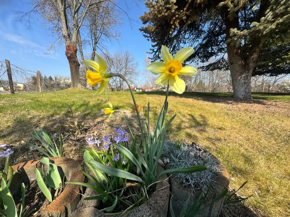 Bács-Kiskun megye - Kiskunfélegyháza