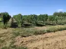 Baranya megye - Lánycsók