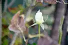 Pest megye - Nagymaros