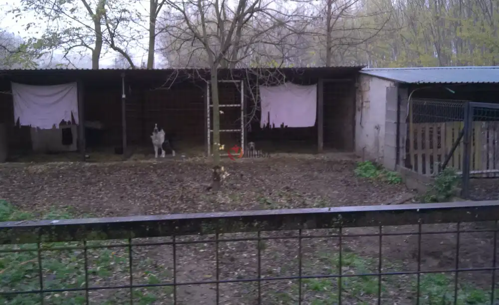 Pest megye - Albertirsa