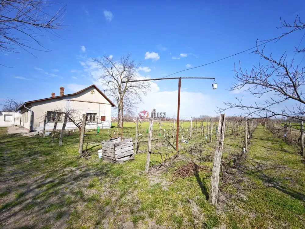 Csongrád megye - Forráskút