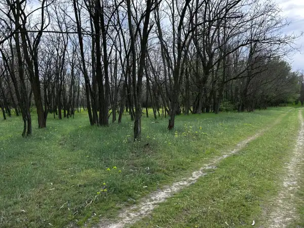 Eladó tanya, Lajosmizse 6 M Ft