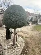 Somogy megye - Balatonboglár-Szőlőskislak