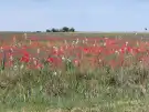 Bács-Kiskun megye - Kunpeszér